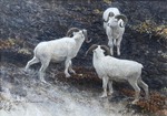 Robert Bateman - Alaska - Dall Sheep - acrylic - 12 x 16