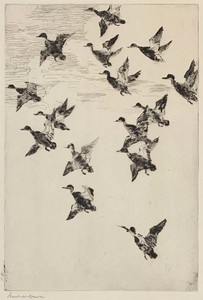 Frank W. Benson - Black Ducks Towering - etching/drypoint - 11.75 x 8