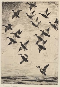 Frank W. Benson - Black Ducks Towering - etching/drypoint - 11.75 x 7.75