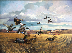George Browne - Mallards Gleaning the Stubble - oil on canvas - 30 x 40