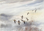 David Hagerbaumer - Canada Geese - watercolor - 23 x 29