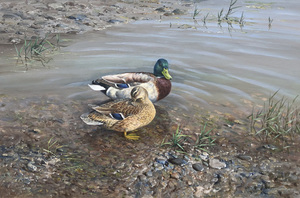 William Hollywood - Mallards At Rest - oil on canvas - 20 x 30