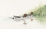 Joyce Hagerbaumer Reed - Ducks - watercolor - 9.5 x 13