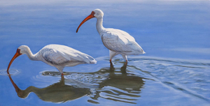 Cory McLaughlin - Charleston (White Ibis) - oil on canvas - 15 x 30