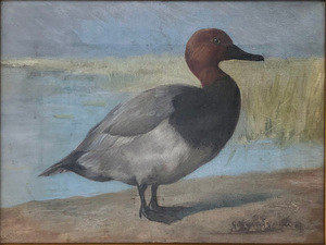 Gustav Muss-Arnolt - Redhead Duck - oil on canvas - 9 x 12