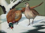 Roger Tory Peterson - Ring Neck Pheasant - watercolor and gouache - 11 x 14