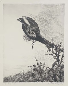 Aiden L. Ripley - Cock Pheasant - etching/drypoint - 11.5 x 8.5