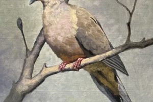 Harley Bartlett - A Dove, oil on panel, 12 x 9