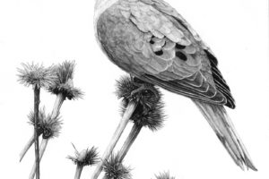 Bill Harrison - Mourning Dove, graphite, 13.5 x 11