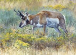 Kelly Singleton-art-painting-pronghorn- pronghorn bucl-buck-african wildlife-wildlife-animal-hunting-sporting