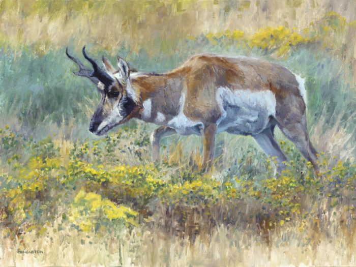 Kelly Singleton-art-painting-pronghorn- pronghorn bucl-buck-african wildlife-wildlife-animal-hunting-sporting