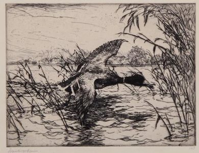 Frank W. Benson - Mallard Drake, etching, 6 x 8