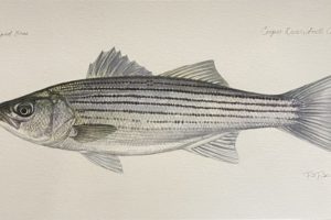 Paul Puckett - Striped Bass, watercolor, 15 x 30