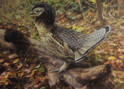 Miguel Angel Moraleda-ruffed grouse-grouse-bird-birds-painting-art-gallery-art gallery-hunting-bird hunting-season opener