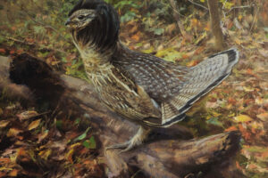 Miguel Angel Moraleda - Ruffed Grouse, Oil on Canvas, 19.7 x 17.7
