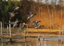 gary moss-backwaters-ducks-duck hunting-duck-hunting-wildlife-pond-art-painting-gallery-art gallery-minnesota-fall showcase
