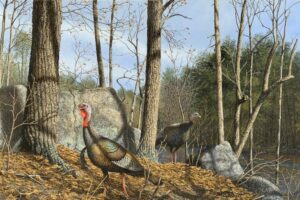 Richard Plasschaert - Turkeys, oil, 20 x 30