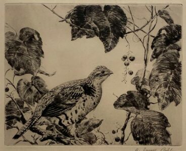 Aiden L. Ripley - Grouse and Vines, etching, 6.5 x 8.5