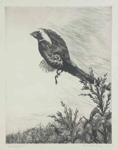 Aiden L. Ripley - Cock Pheasant, etching, 11.5 x 8.5