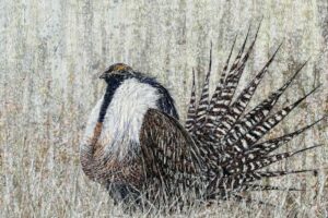 Laura Adams - Gunnison Sage Grouse, paper collage on cradled canvas, 36 x 48