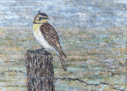laura adams-horned lark-bird-collage-cut paper-birds-wildlife-art-collage artist-art-gallery-fine art-art gallery-four directions