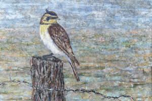 Laura Adams - Horned Lark and Barbed Wire, paper collage on cradled canvas, 36 x 36