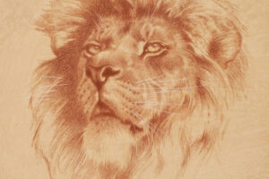 Ezra Tucker -  African Lion, drawing on board, 14 x 11