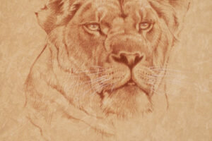 Ezra Tucker - African Lioness, drawing on board, 14 x 11