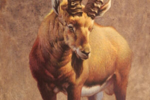 Ezra Tucker - Nubian Ibex, acrylic, 48 x 30