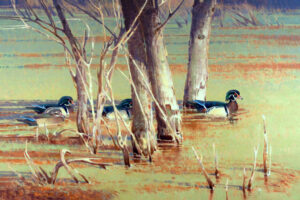 James Morgan - Flooded Timber Wood Ducks, oil on linen, 24 x 36
