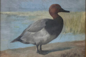 Muss Arnolt - Redhead Duck, oil on canvas, 9 x 12