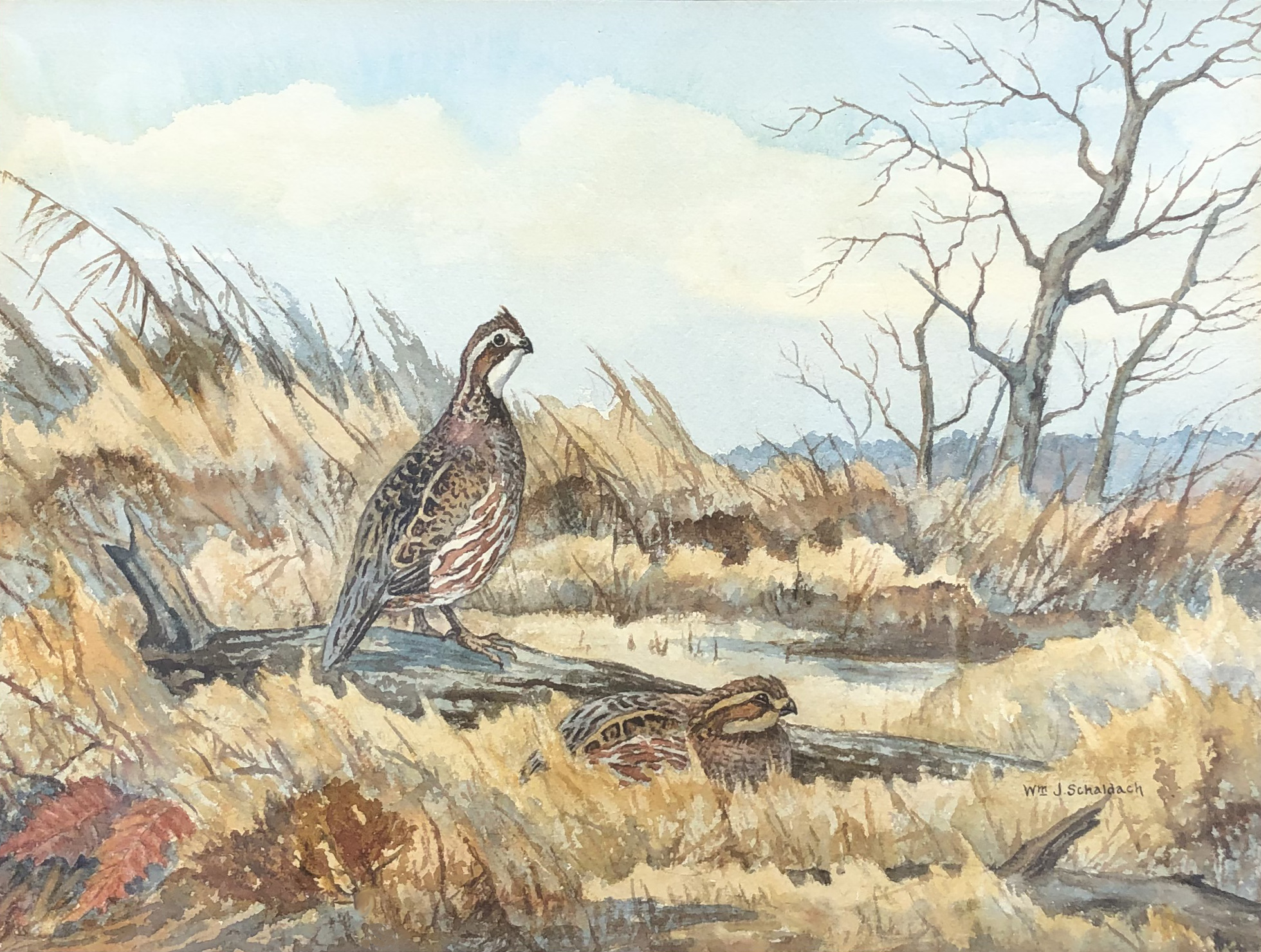 William Schaldach - Bobwhite Quail, Watercolor, 13.75 x 17.75 inches