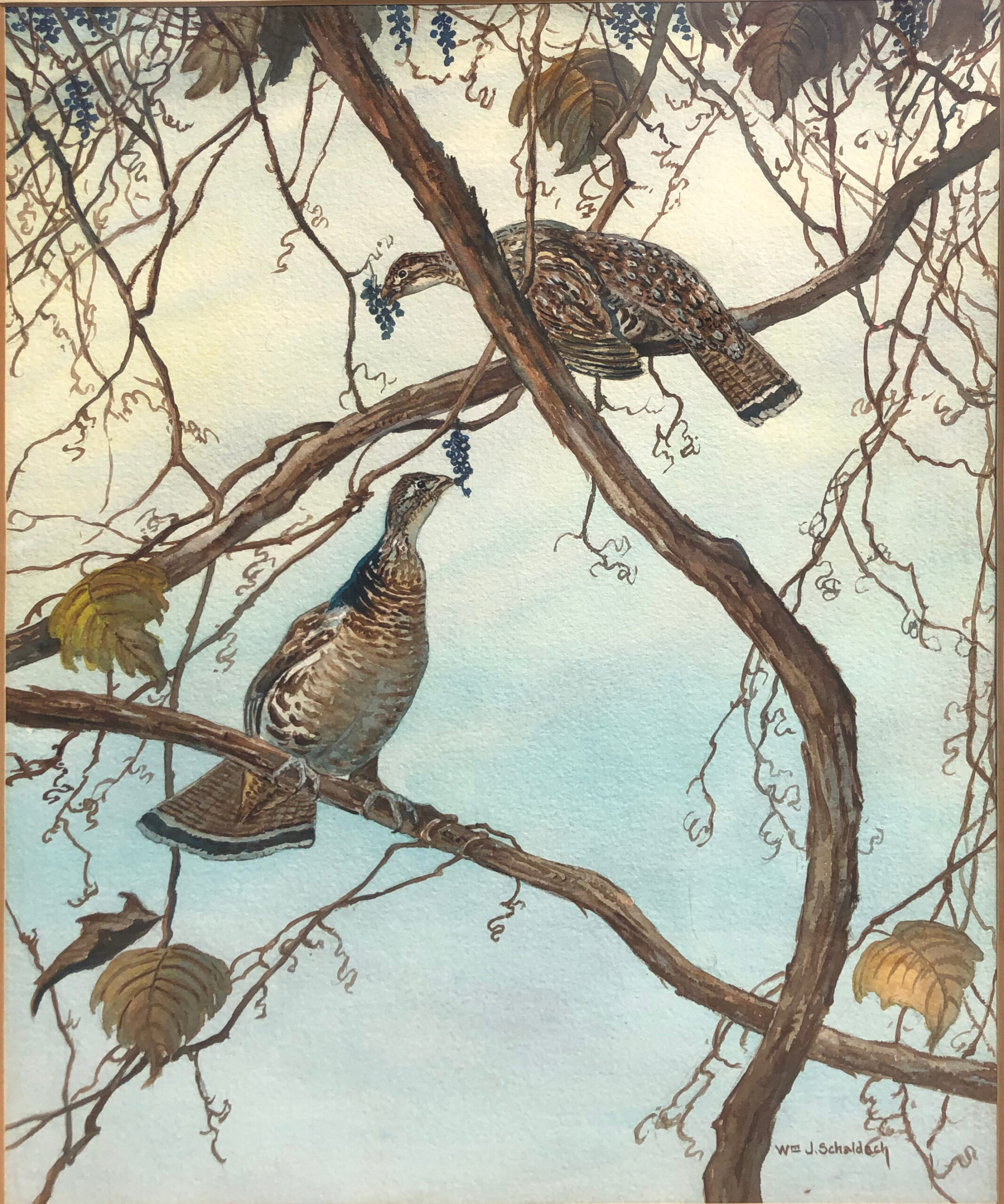 William Schaldach - Grouse in Grapes, Watercolor, 18 x 13 inches