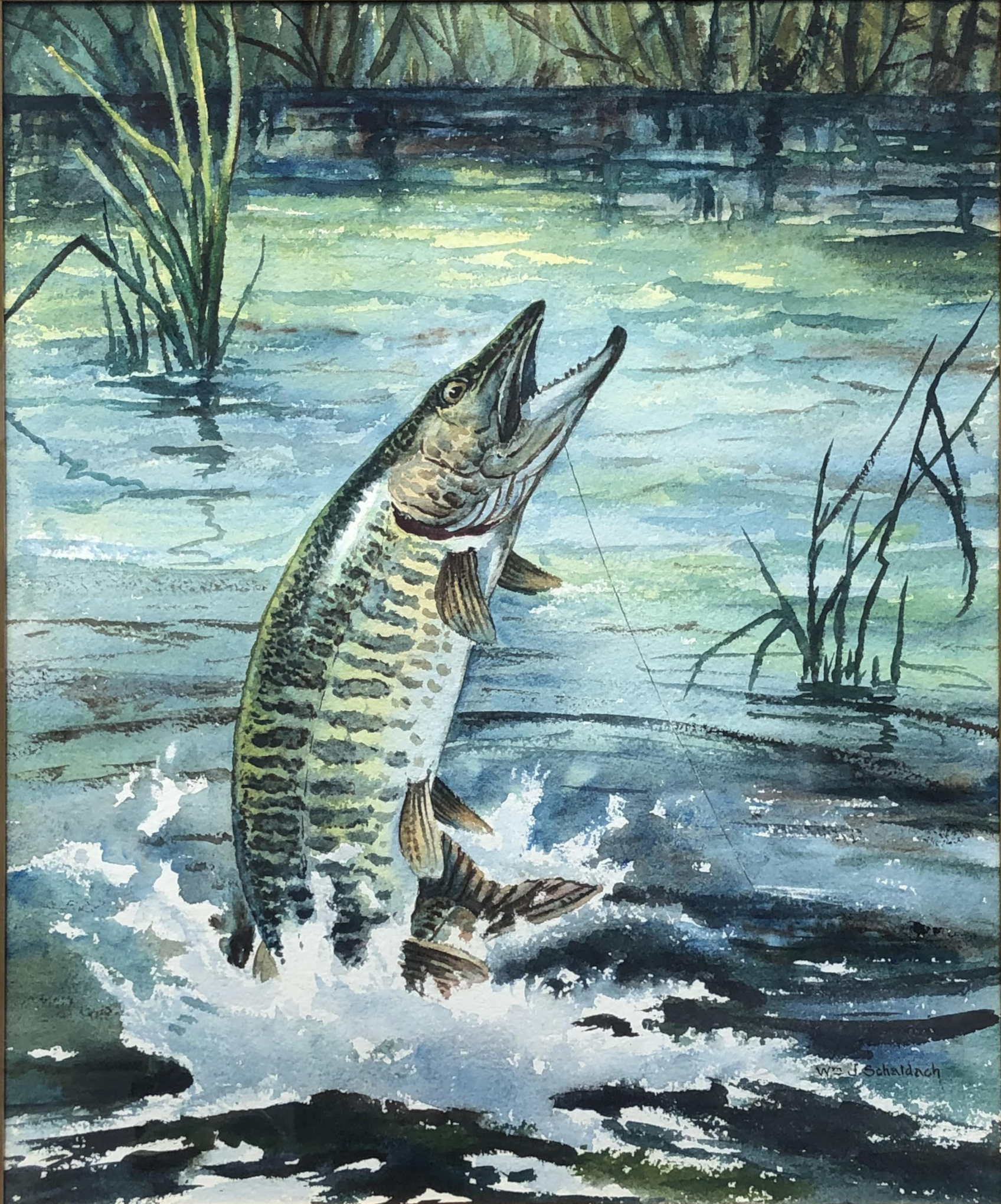 William Schaldach - Northern Pike, Watercolor, 17.5 x 13.75 inches
