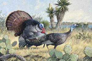 calvin carter-turkey-turkey hunting-turkey season-sporting-sporting art-gouache-painting-wildlife-texas-turkey grand slam show