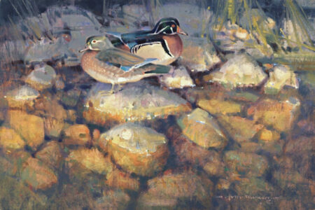 Jim Morgan-Resting Woodies-nature-oil painting-wood ducks-ducks-waterfowl-waterfowling-sporting-sporting art-hunting-art gallery-paderewski fine art-the sportsmans gallery
